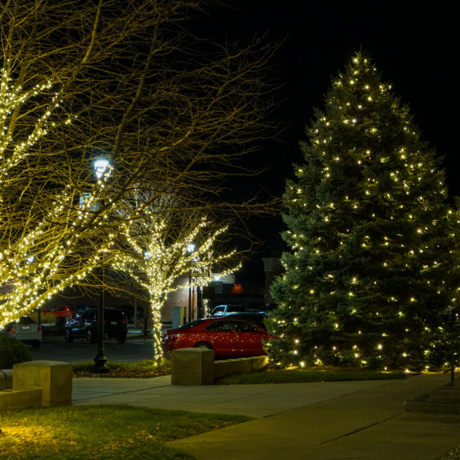 Christmas lights installed on trees in the City of Franklin