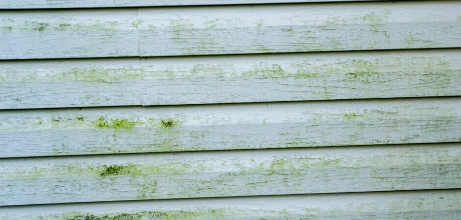 Mold buildup on vinyl siding in Indiana home