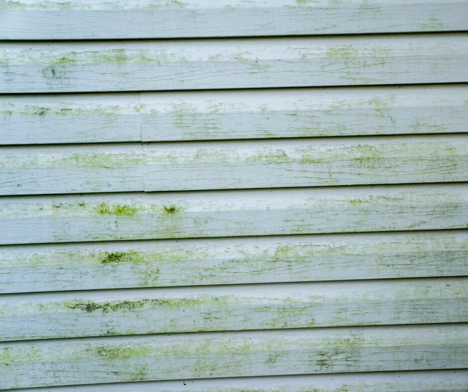 Mold buildup on vinyl siding in Indiana home