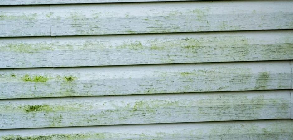 Algae on sidings